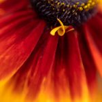 CCTV13新闻频道网络直播源稳定流畅版获取指南 4mj89