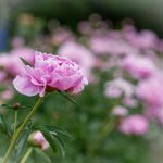 CCTV13新闻频道高清直播在线观看——实时追踪权威新闻动态 fuwh20n