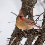 CCTV1新闻频道高清直播:实时追踪权威资讯 r4yz26tnl