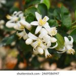 葡京赌场的历史与文化:见证澳门的辉煌发展 zv1m7fz8