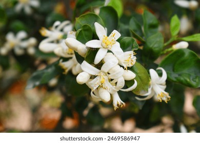 葡京赌场的历史与文化:见证澳门的辉煌发展 葡京赌场的历史与文化:见证澳门的辉煌发展