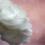 《我的前半生》电视直播精彩剧情不容错过 g9ibgpxip